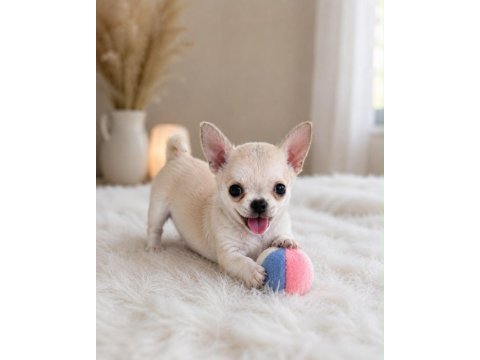 Mini boy wc eğitimli chihuahua