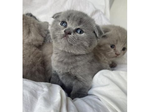 Safkan top kafa scottish fold oyuncu uygun fiyatlı yavrular