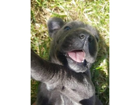 Mavi gözlü blue cane corso bebekler erkek ve dişi