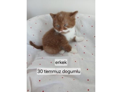 Çikolata fawn ve cinnemon bicolor kedimiz