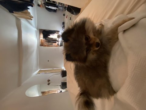 Pomeranian boo