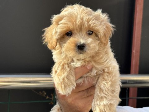 Petmode köpek çiftliğinde ziyarete açık maltipoo