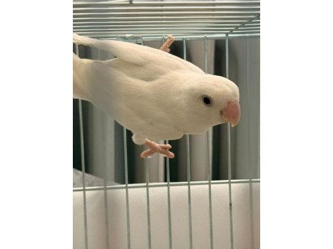 Albino ve lutino takım çift sevda papağanı