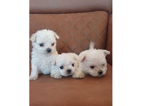 Maltese terrier kore kan