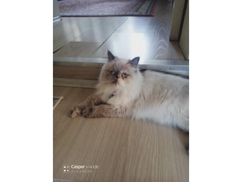 İran kedisi