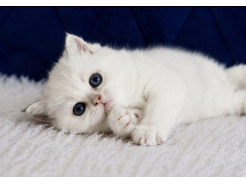 British shorthair silver ns12