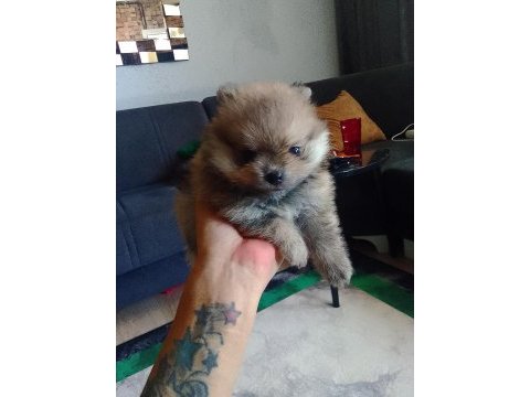 Adana sarıçam 0 numara dişi pomeranian boo ayı surat