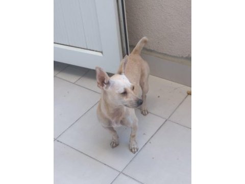 Aşı ve yemek masraflarına verilecek chihuahua