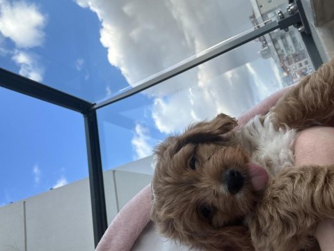 Mini maltipoo yavruları