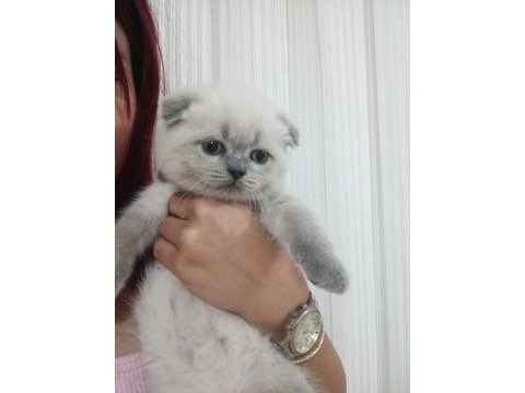 Scottish fold dişi yavrular