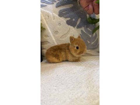 Hollanda cücesi netherland dwarf tavşan