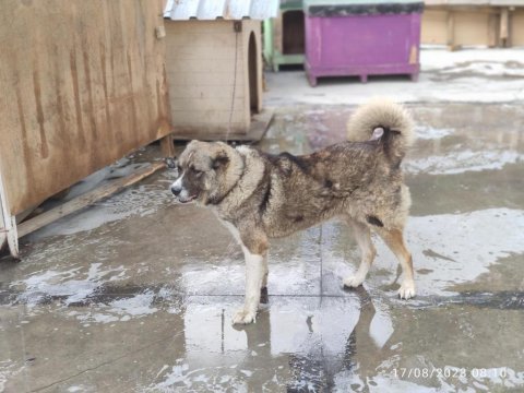 Kafkas çoban köpeği