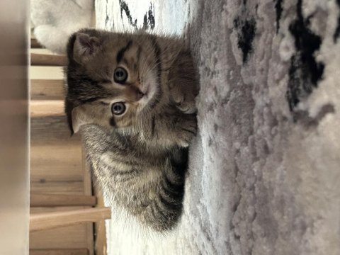 Scottish fold dişi yavrum sahiplendirilecektir