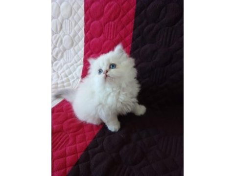 Golden british longhair blue point iki aylık yavru kedim