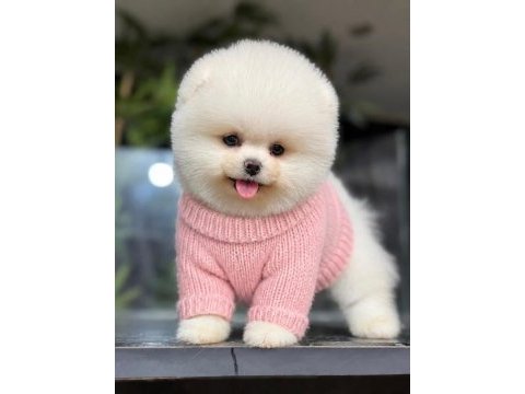 Ankaranın en güzel pomeranian boo yavruları