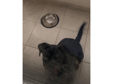 9 aylık rottweiler