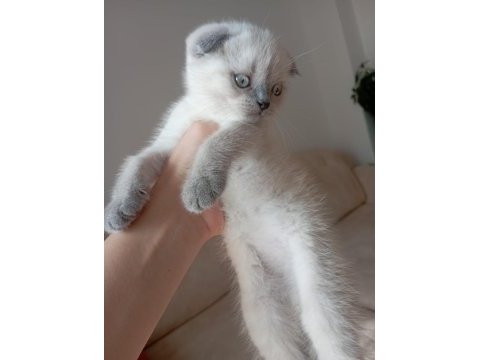 1 .5 aylık erkek scottish fold sahiplendirilecektir
