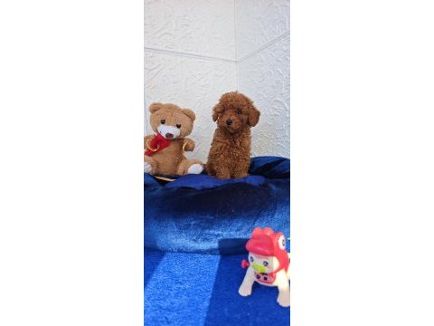 Şirin kaliteli orjinal toy poodle yavrular