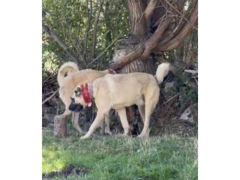 Domuza kurda garantili sürü köpekleri