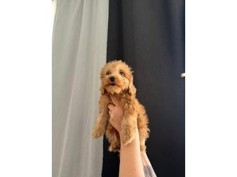 Yakışıklı poodle oğlumuz