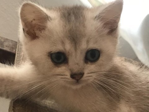 Orjinal british longhair yavrumu sahiplendiriyorum