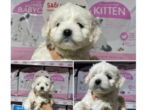A kalite maltese terrier