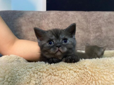 British shorthair bebekler