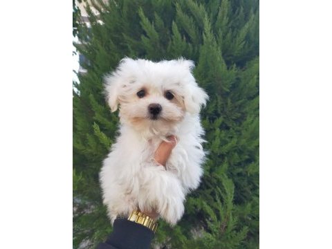 Sıfır numara maltese yavrularımız