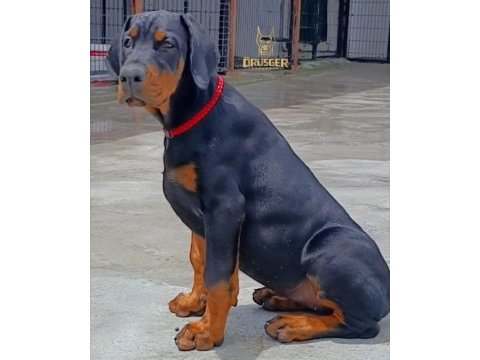 3.5 aylık a şecereli kaliteli doberman yavrular