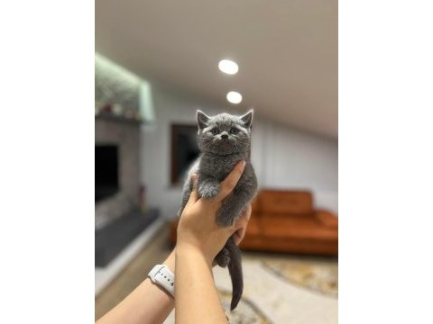 Brıtısh shorthair gri yavrularım 