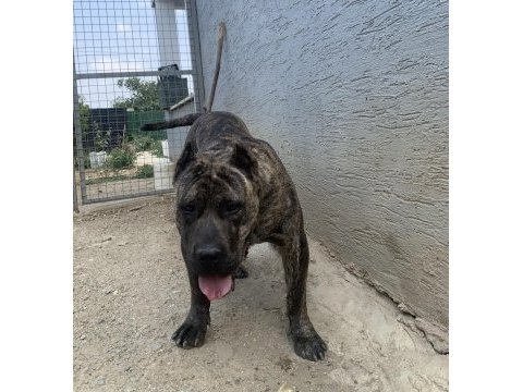 Presa canario yavrular bursa