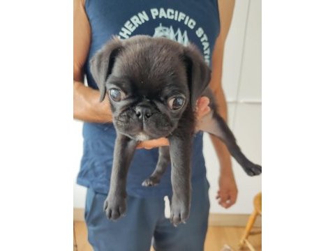 Siyah erkek pug yavru