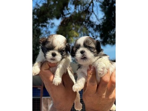 Shih-tzu yavruları