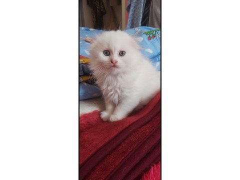 Scottish fold yavrular