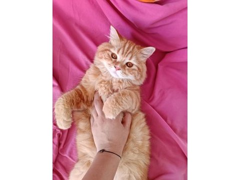 British longhair golden cinsi yavru kedimiz