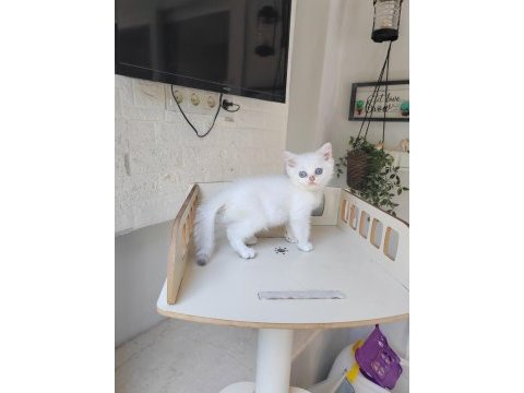 British shorthair ns11 silver point yavru