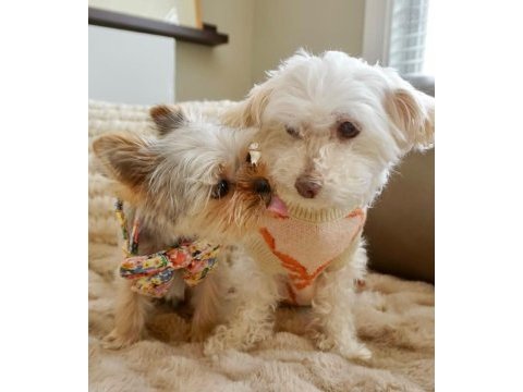 Teacup en minik boy yorkshire terrier