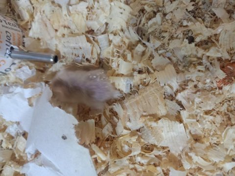 Mini hamsterlarımız