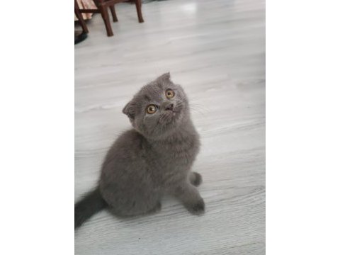 British shorthair koca kafa oğlumuz