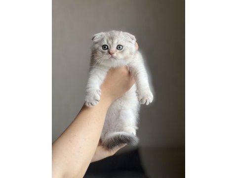 Sıfır kulak oyuncu scottish fold silver yavrum