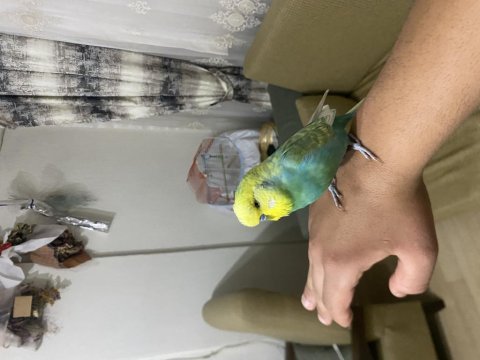 İnsan gibi konuşan muhabbet kuşu paşa