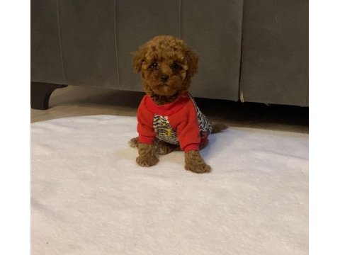 Ev ortamında bakılan ırk ve sağlık garantili toy poodle