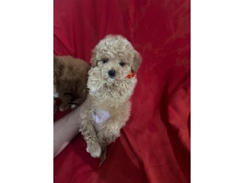 Yüksek kalite aşılı maltipoo yavrularımız