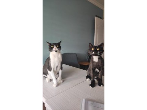 Ofis kedilerimizi sahiplendiriyoruz