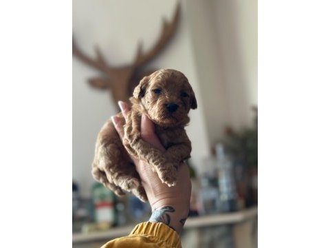 Irk garantili toy poodle bebekler