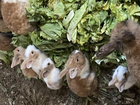 Toplu elma baş tavşan verilir