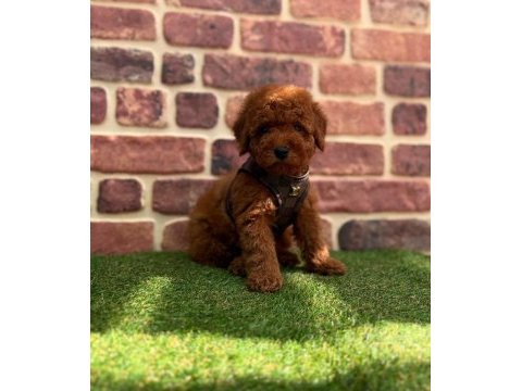 Tüy dökmez koku yapmaz toy poodle
