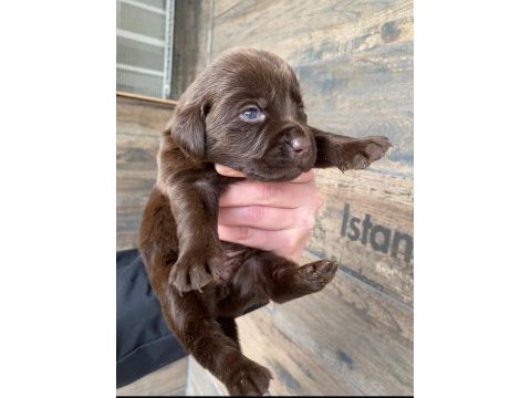 Safkan labrador yavruları