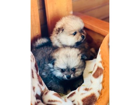 Pomeranian boo teslime hazır
