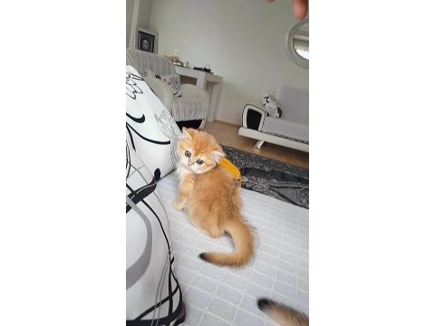 A kalite golden british shorthair bebekler